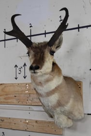 PRONGHORN Shoulder Mount