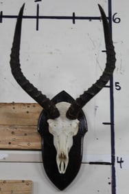 Heavy Horned IMPALA Skull Euro Mount on Wooden Plaque