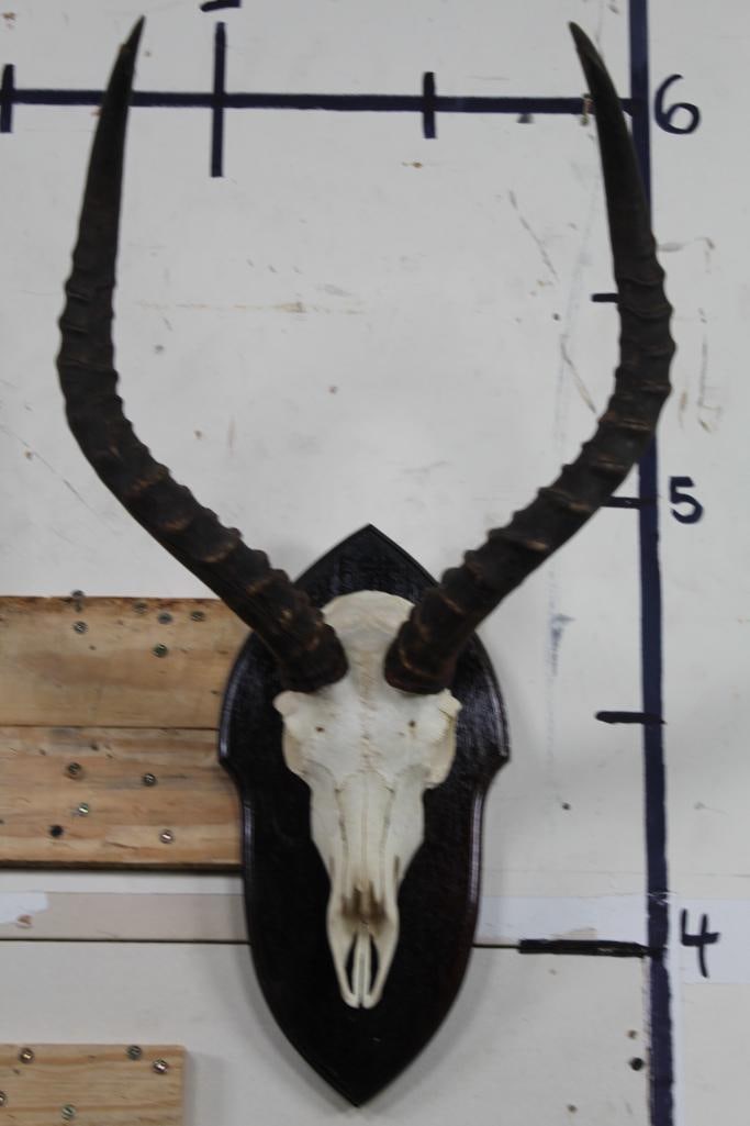 Heavy Horned IMPALA Skull Euro Mount on Wooden Plaque (1 of 7)