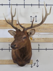 10-Point ELK BULL Shoulder Mount