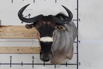 NYASA WILDEBEEST or NYASALAND WILDEBEEST Wall Pedestal