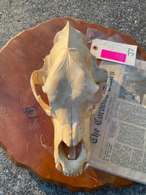 Big BLACK BEAR Skull with newspaper article from May 26.1966 in Cordova, ALASKA
