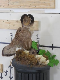 Life-sized RUFFED GROUSE on Decorative Base