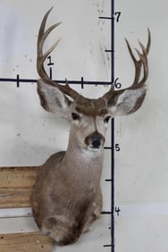 9-Point MULE DEER Shoulder Mount