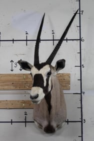 Very Nice GEMSBOK Shoulder Mount