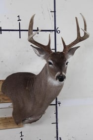 8-Point WHITETAIL DEER Wall Pedestal Mount with 16.5" Spread