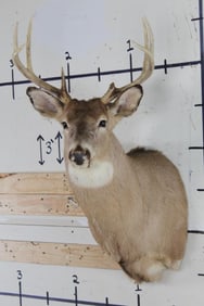 8-Point WHITETAIL DEER Shoulder Mount