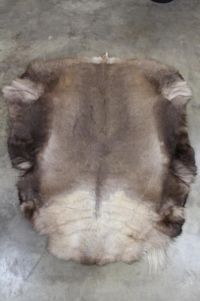 BRAND NEW CARIBOU Hide Rug. Nice and Soft Pelt: BRAND NEW CARIBOU Hide Rug. Plush and Soft. Measures 5'Long x 4.5"Wide. TAXIDERMY HIDES PELTS