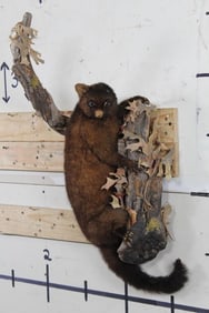 Older Life-sized BRUSHTAIL POSSUM on a Tree Branch with Wall Hanger. Missing one Ear. Native to