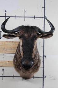 WILDEBEEST Shoulder Mount