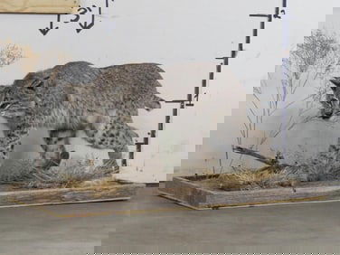 Life-sized BOBCAT on Wooden Base