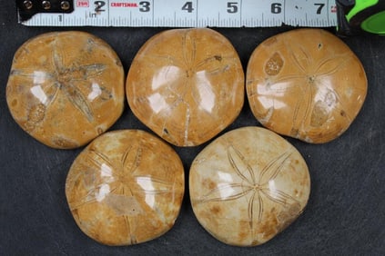 5 Polished Sand Dollar or Sea Urchin Fossils from Madagascar