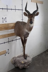 Half Body MOUNTAIN NYALA on Reproduction Rock with Wall Hanger
