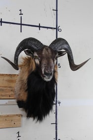 CORSICAN RAM Sheep Shoulder Mount