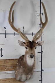 Nice and Newer AXIS DEER Shoulder Mount in VELVET