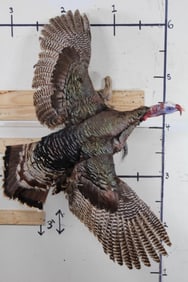 Nice Life-sized Flying TURKEY on Natural Wood with Wall Hanger