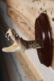 New and BIG Mounted Western Diamondback RATTLESNAKE Head on Wooden Plaque