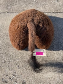 BUFFALO/BISON Rump/Butt. *NEW Taxidermy* with tail