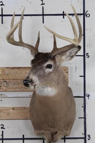 8-Point WHITETAIL DEER Shoulder Mount