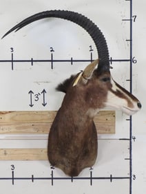 BIG SABLE Shoulder Mount