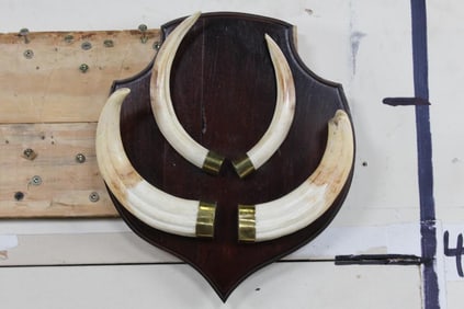 BIG Set of WARTHOG Tusks on a Wooden Plaque with a Wall Hanger