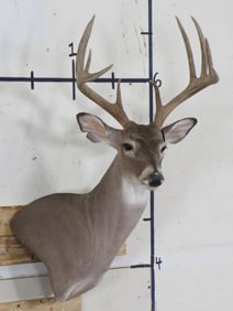 Very Nice and Newer WHITETAIL BUCK Wall Pedestal Mount with a 16.5" Spread