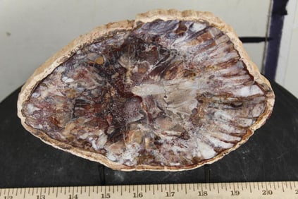 Polished PETRIFIED or AGATIZED Wood Slab Slice from Madagascar. Wt: 1lb 11oz