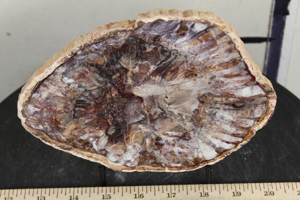 Polished PETRIFIED or AGATIZED Wood Slab Slice from Madagascar. Wt: 1lb 11oz (1 of 5)