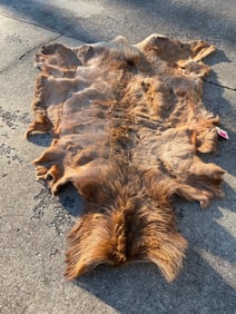 HUGE, tanned ELK hide. Complete up to just behind its ears.