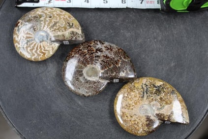 3 Polished Whole Sutured AMMONITE FOSSILS from Madagascar. Wt: 1lb 4 oz