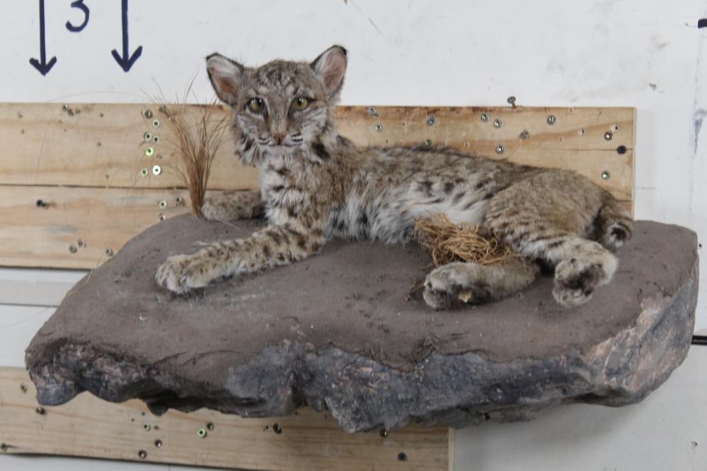Life-Sized laying BOBCAT CUB on Reproduction Rock with Wall Hanger (1 of 10)