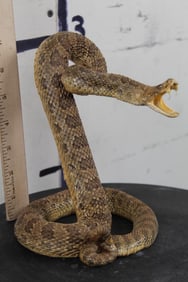 *BRAND NEW* Life-sized Striking Prairie RATTLESNAKE with Fangs