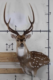 Clean AXIS DEER Wall Pedestal