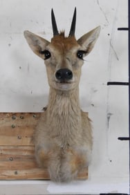 DUIKER Shoulder Mount