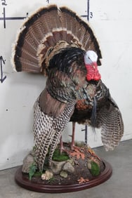 Newer Life-sized Strutting TURKEY with 8" Beard on a High Quality Wooden Base