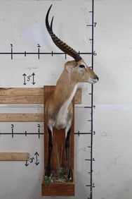 Half Body KAFUE LECHWE on a Nice Wooden Wall Hanger