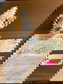 BIG, COUGAR, or MOUNTAIN LION- Pope & Young Club record book Skull