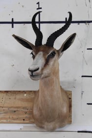 Copper SPRINGBOK/SPRINGBUCK Shoulder Mount