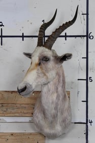 White BLESBOK Shoulder Mount