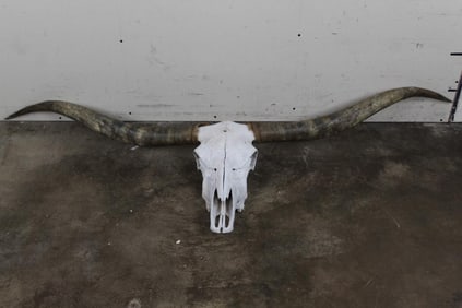 Big and Nice Texas LONGHORN Skull