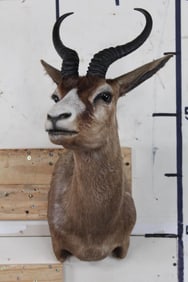 Clean Chocolate SPRINGBOK Shoulder Mount