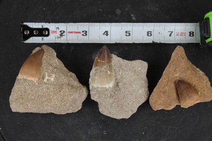 3 Prehistoric MOSASAUR TEETH in SANDSTONE Matrix. DINOSAUR TEETH. Wt:1lb 2oz