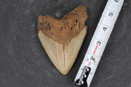 Whopping 4.45"T Serrated Prehistoric MEGALODON SHARK TOOTH. Weight: 5.782oz