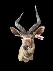 Rare, MOUNTAIN NYALA Shoulder Mount