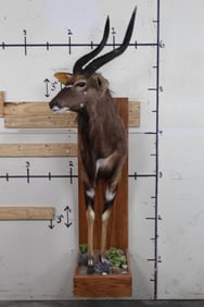 Nice Half Body NYALA on Decorative Wooden Wall Hanger