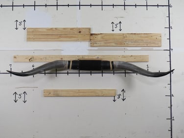 XXL Mounted LONGHORN HORNS. 76 3/8" Tip to Tip