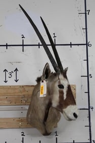 GEMSBOK Shoulder Mount
