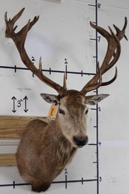 19-Point Scottish RED STAG Shoulder Mount