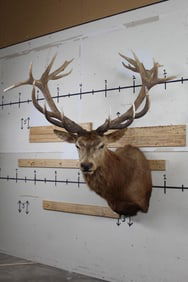 Nice BIG 20-Point RED STAG Shoulder Mount. 52.75" Spread