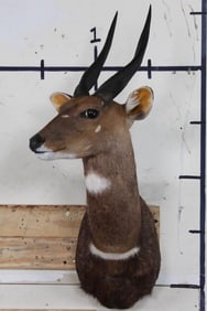 Nice BUSHBUCK Shoulder Mount